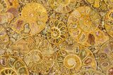 Composite Plate Of Agatized Ammonite Fossils #280990-1